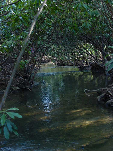 River Running Through the North Carolina Arboretum